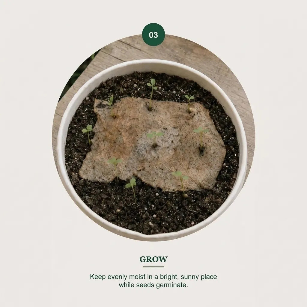 ⏳ Last Day 50% OFF|🌱 2027 Seed Paper Calendar – Grow a Garden Month by Month, A Gift of Hope & Sustainability